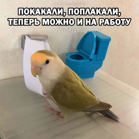 Покакали, поплакали — и на работу