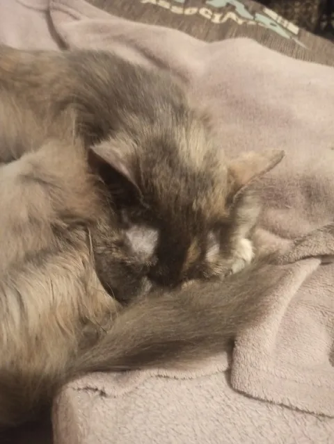 Котёнок спит на хвосте