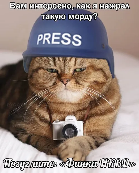 Кот-журналист и морда