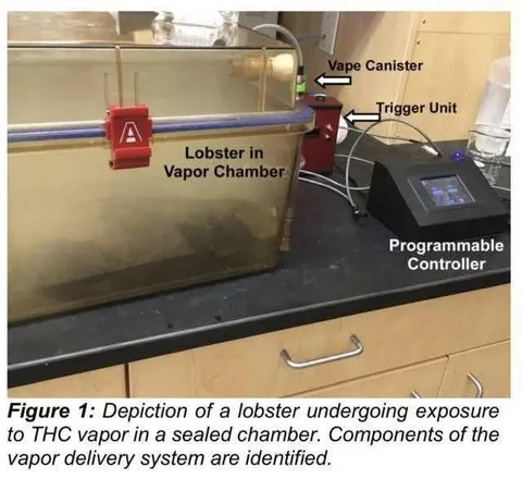 Lobster in a Vapor Chamber