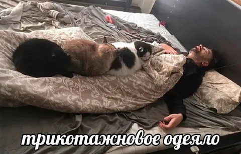 Трикотажновое одеяло с котами