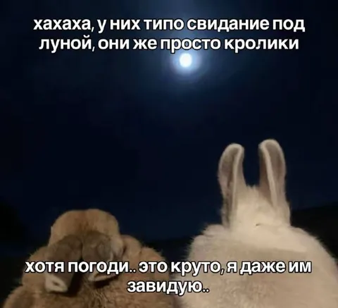 Даже кролики на свидании под луной