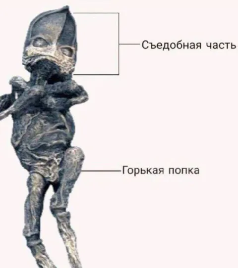 Съедобная часть и горькая попка