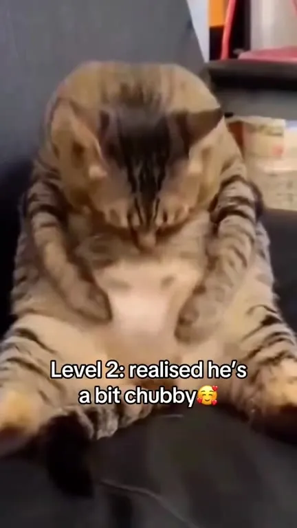Cats But They Keep Getting Smaller