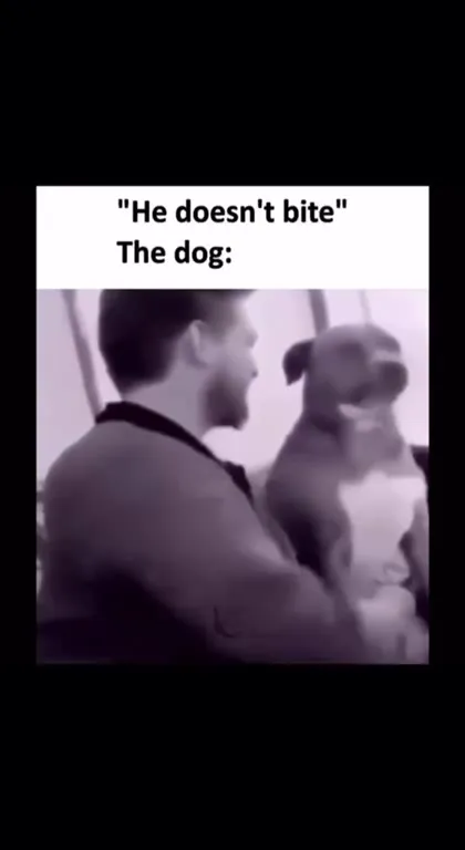 The Dog Definitely Bites
