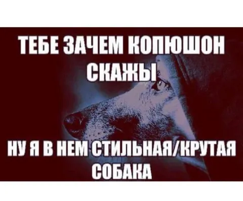 Стильная собака в копюшоне
