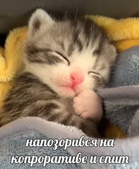 Напоролся на копроративе и спит