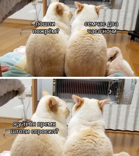 Коты зовут есть ночью
