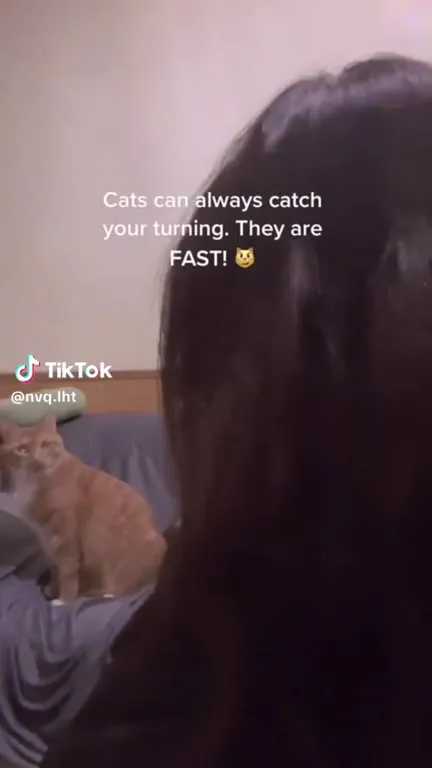 Cats Are Always Fast