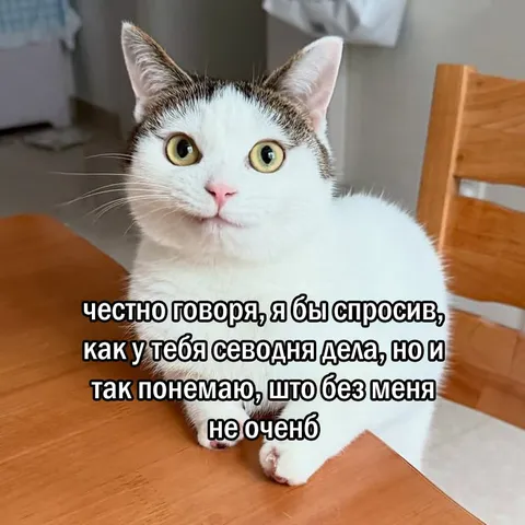 Кот знает, что без него плохо