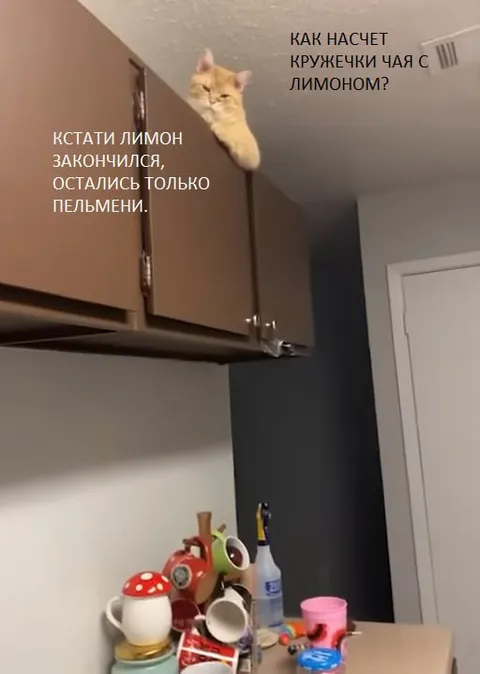 Кот достаёт кружку для чая
