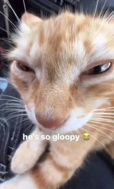 He’s So Gloopy Cat