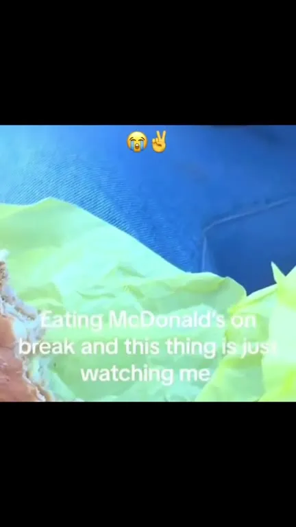 Fly Watches Me Eat McDonald's