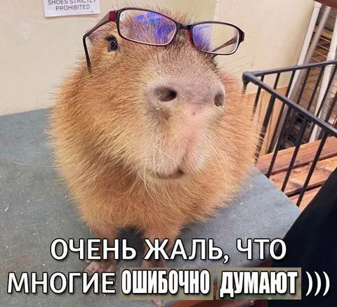 Капибара в очках всё понимает