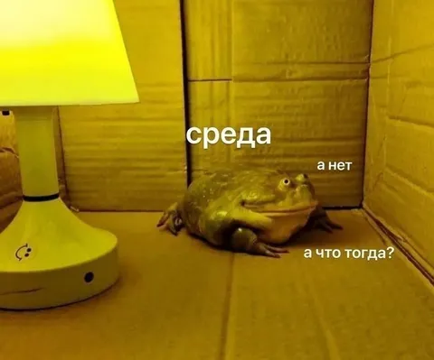 Лягушка ждёт среду