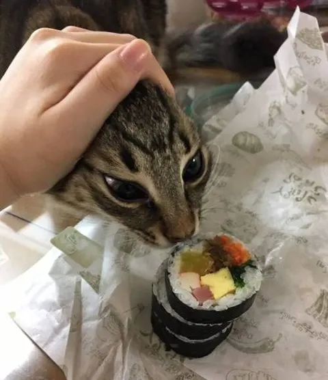 Кот пытается съесть суши