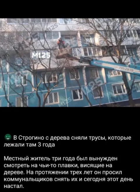 Трусы на дереве три года