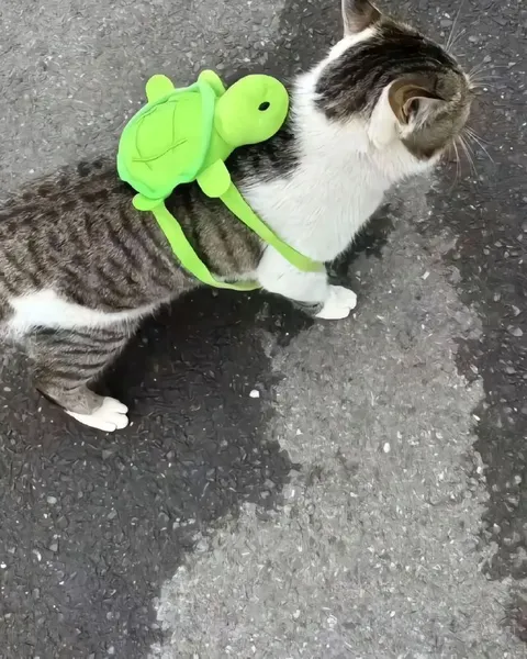 Кот с черепашкой на спине