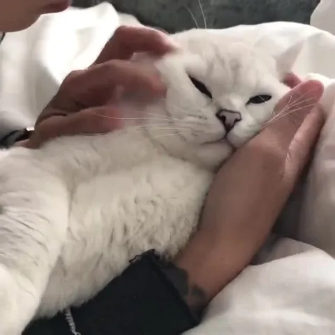 Белый кот нежится на руках