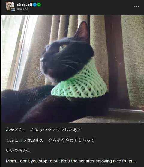 フルーツネットをかぶる黒猫