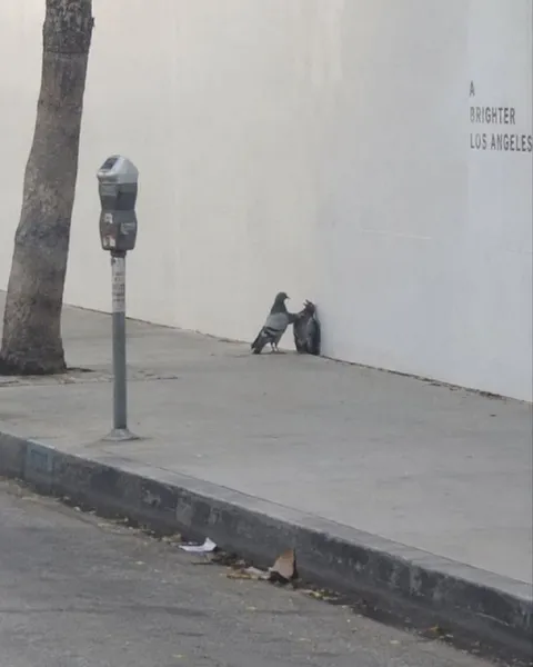 Pigeon Comforts Sad Rat