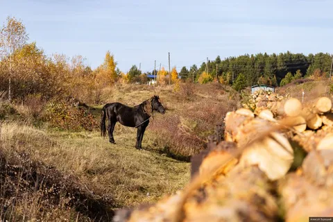 Лошадь в русской глубинке