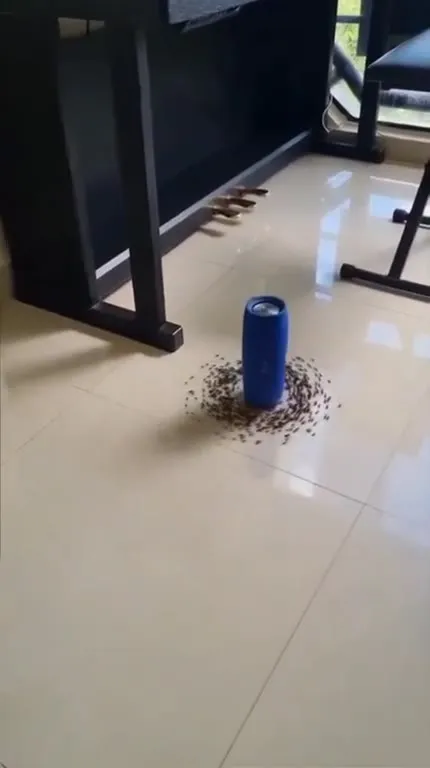 Музыка призвала муравьёв