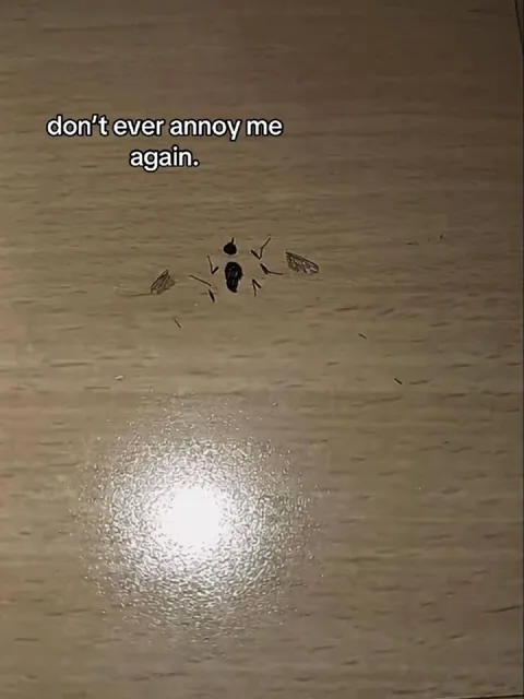 Don’t Ever Annoy Me Again