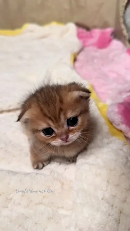 Котёнок слушает музыку