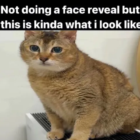 Cat Face Reveal