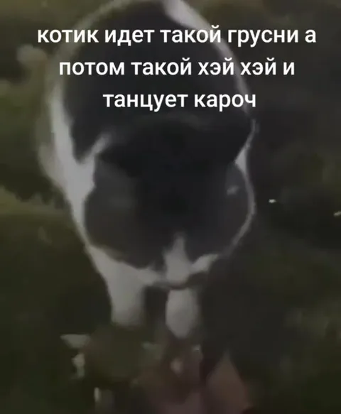 Грустный котик начинает танцевать
