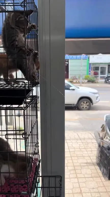 Котёнок сбегает из клетки
