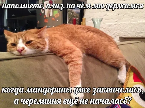 Когда мандарины закончились