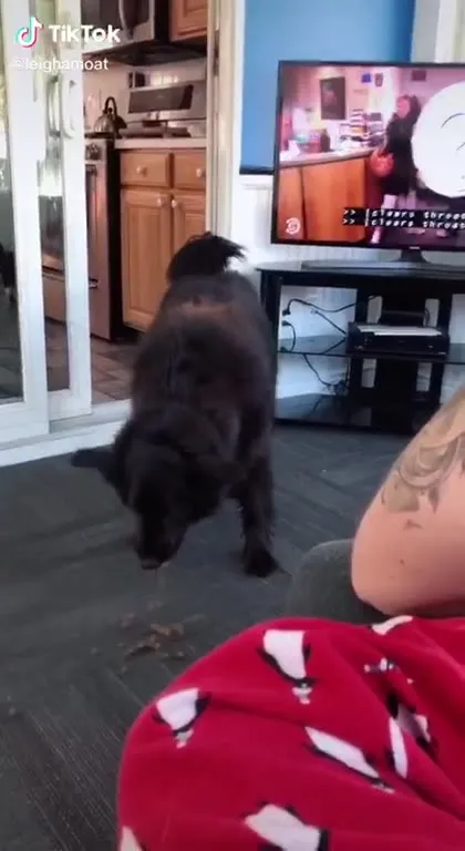 Dog Answers the TV Question
