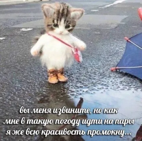 Котёнок не хочет идти на пары