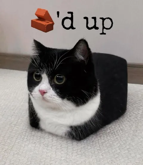 Black and White Cat Dup