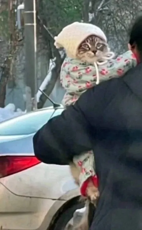 Котёнок в костюме ребёнка