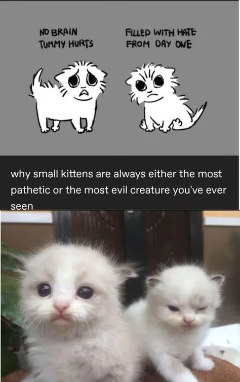 Small Kittens Are Evil