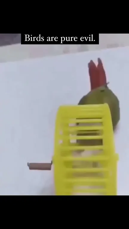Bird Outsmarts the Mouse Trap