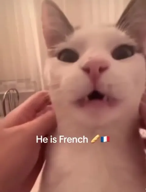 French Cat Sings Along
