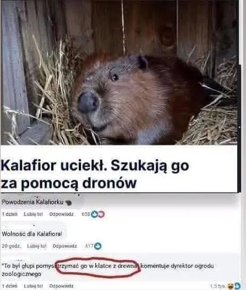 Uciekający kalafior i drony