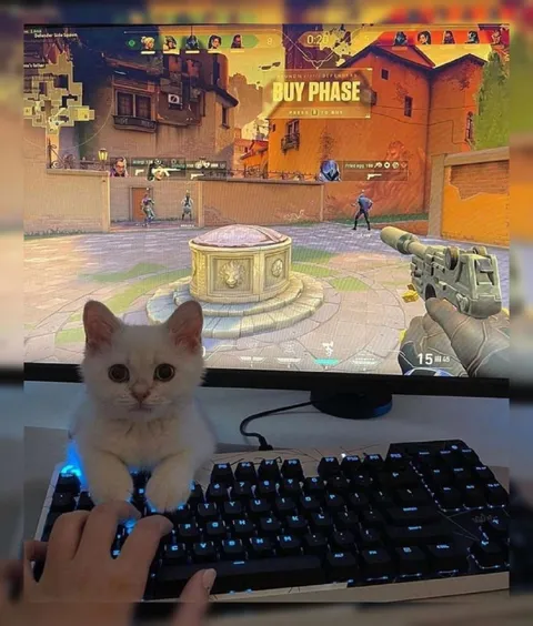 Kitten Interrupts Valorant Game