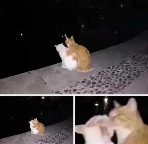 Коты целуются ночью