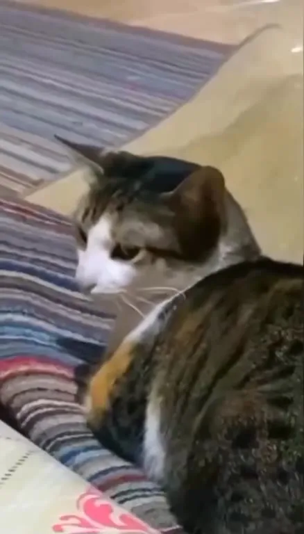Кот с неожиданной формой
