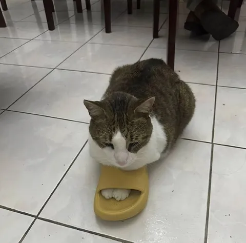 Кот занял один тапок