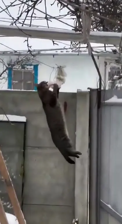 Кот не отпускает добычу