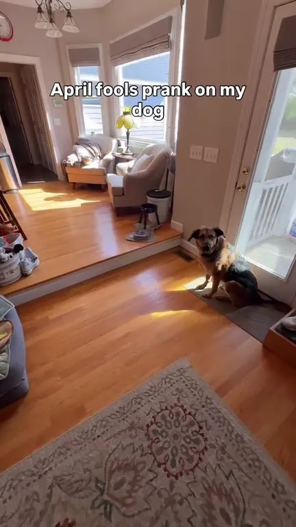 April Fools Prank on My Dog