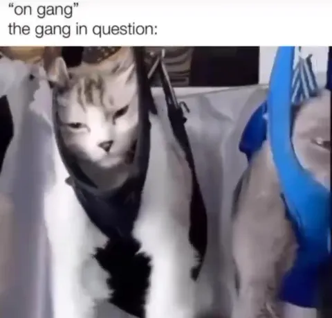 The Gang in Question