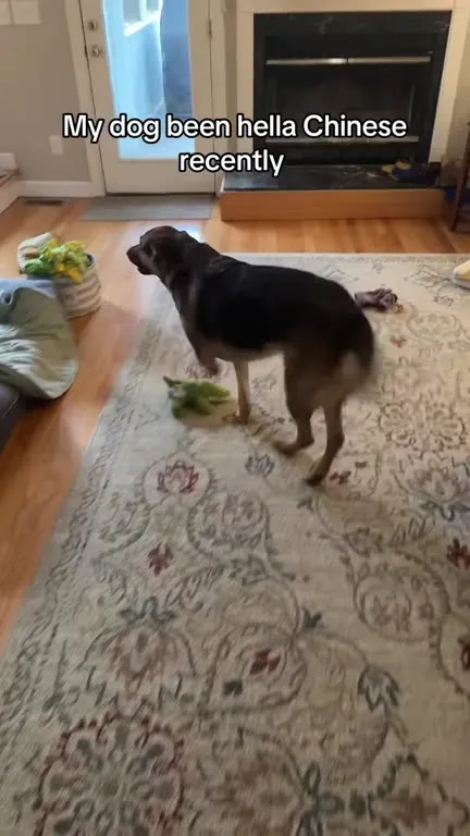 My Dog Been Hella Chinese