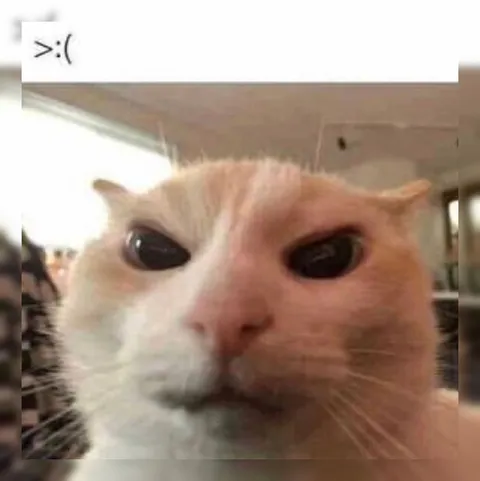 Angry Cat Close-Up